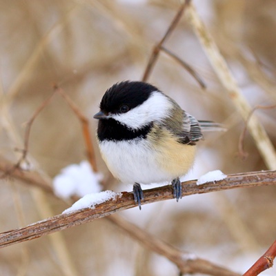 Wildlife photo 1
