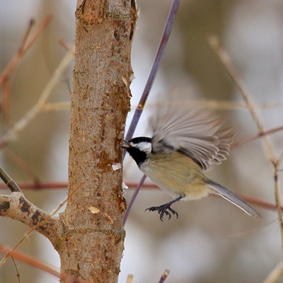 Wildlife photo 2