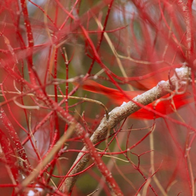 Wildlife photo 3
