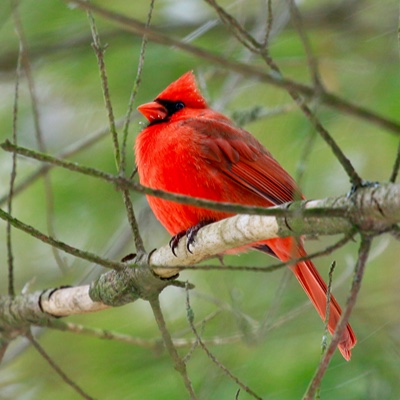 Wildlife photo 4