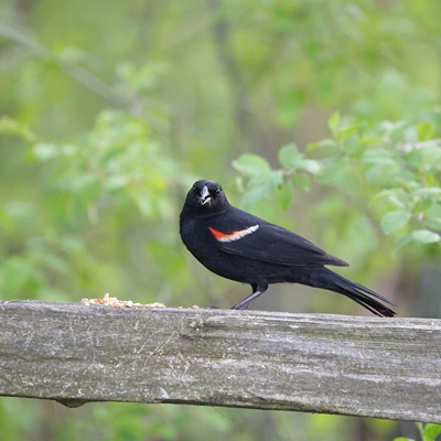 Wildlife photo 5