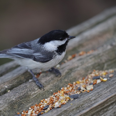 Wildlife photo 6