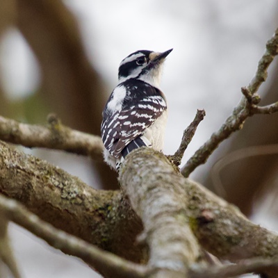 Wildlife photo 7