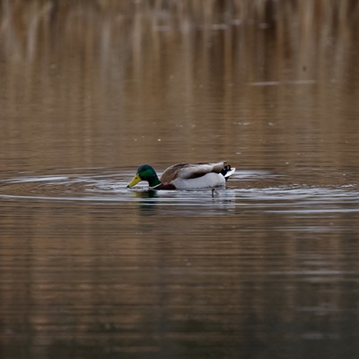 Wildlife photo 8