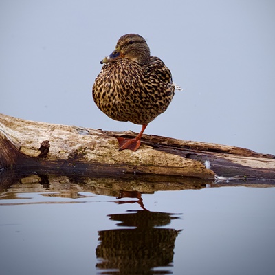 Wildlife photo 9