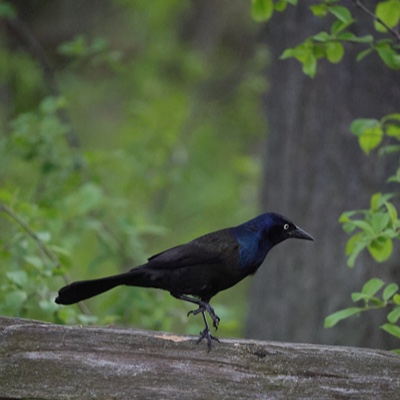 Wildlife photo 11