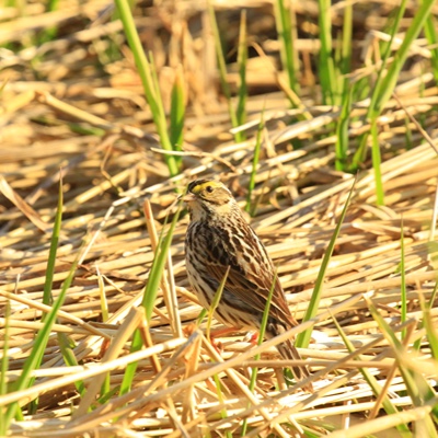 Wildlife photo 12