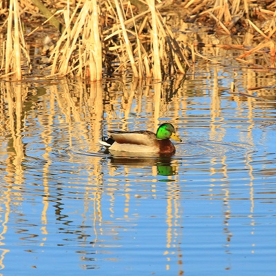Wildlife photo 13