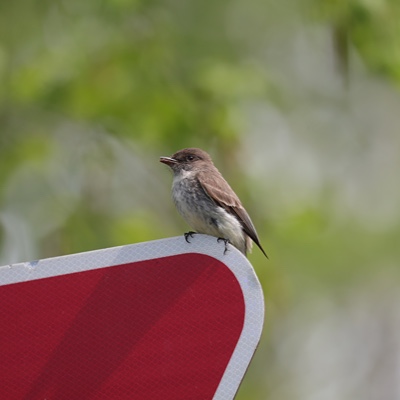 Wildlife photo 14