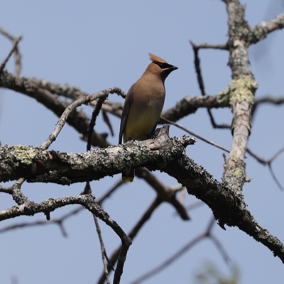 Wildlife photo 15
