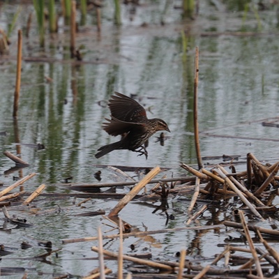 Wildlife photo 16