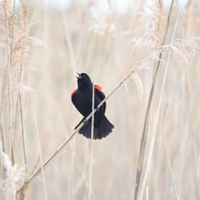 Wildlife photo 17