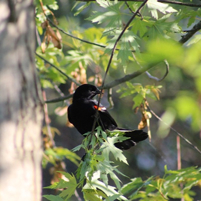 Wildlife photo 18