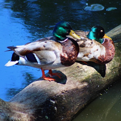 Wildlife photo 19