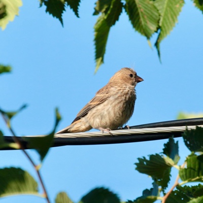 Wildlife photo 21