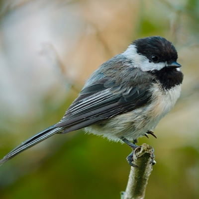 Wildlife photo 22
