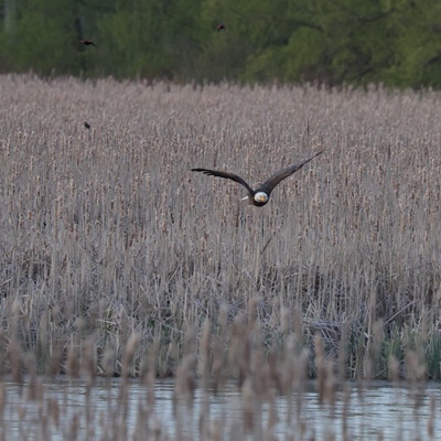 Wildlife photo 23