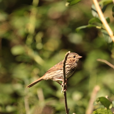 Wildlife photo 24