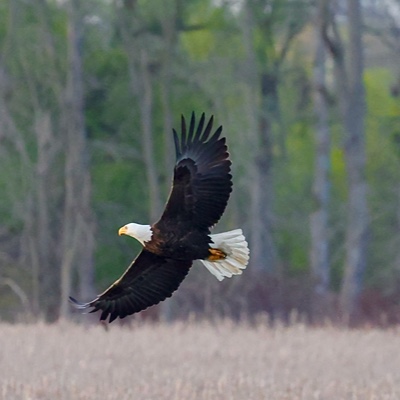 Wildlife photo 25