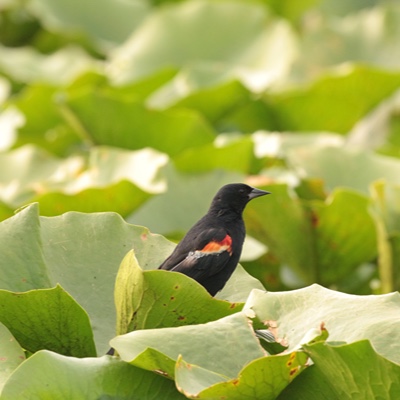 Wildlife photo 26