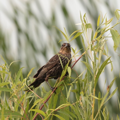 Wildlife photo 27