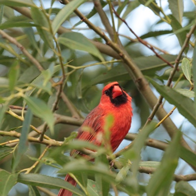 Wildlife photo 28
