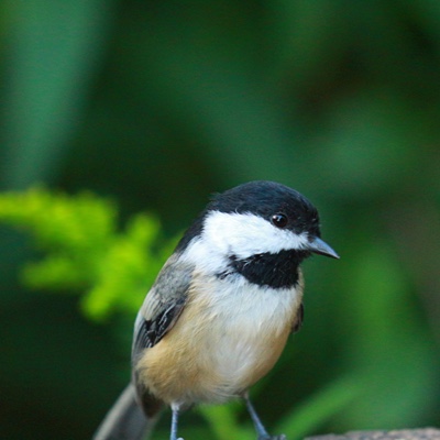 Wildlife photo 29