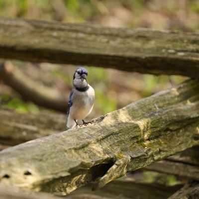 Wildlife photo 31