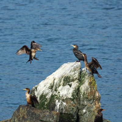 Wildlife photo 32