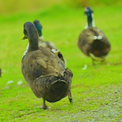 Wildlife photo 33
