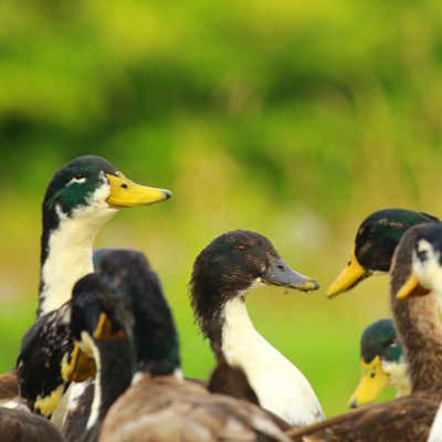 Wildlife photo 34