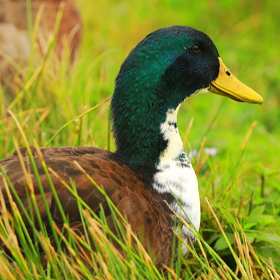 Wildlife photo 35