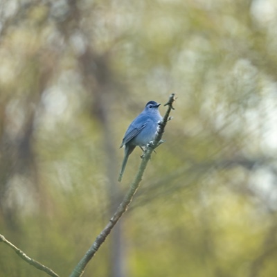 Wildlife photo 36